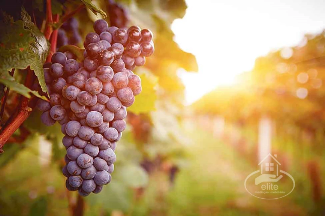 Quinta T2 para Venda em Orada Foto 1