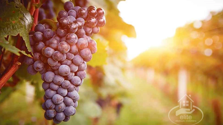 Quinta T2 para Venda em Orada