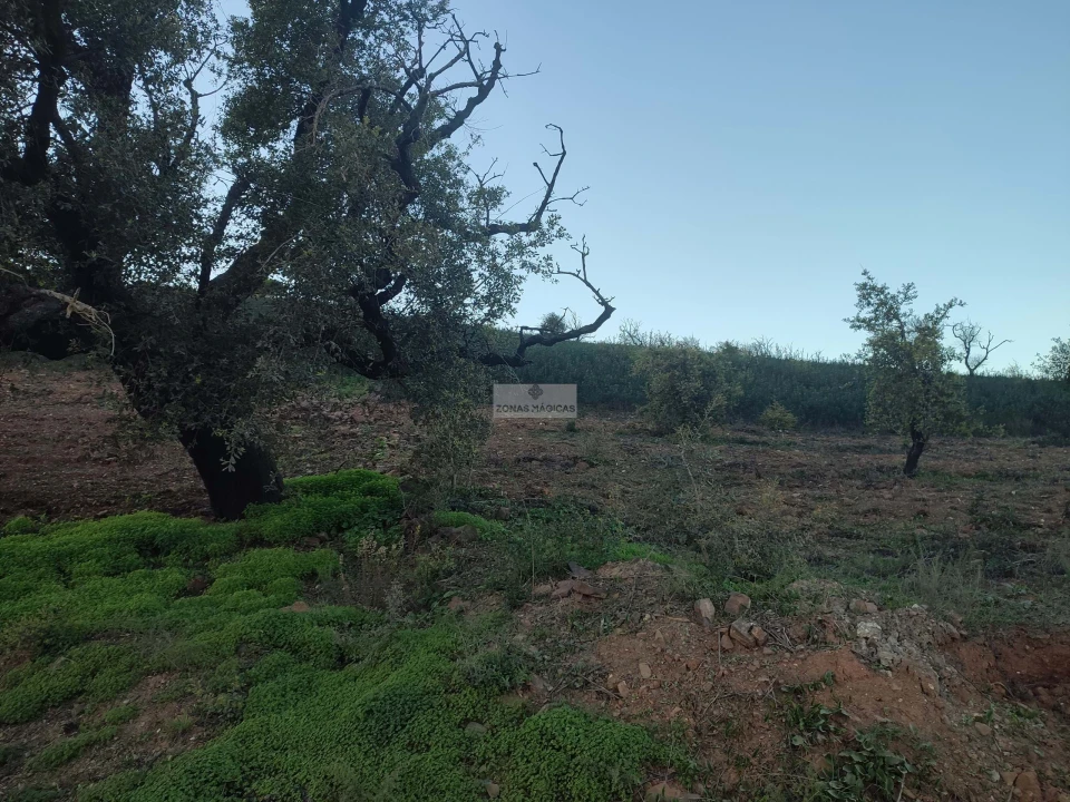 Terreno para Venda em Barão de São Miguel Foto 6