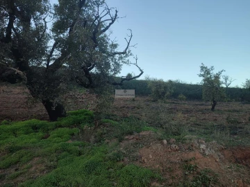Terreno para Venda em Barão de São Miguel