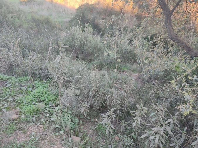 Terreno para Venda em Barão de São Miguel Foto 8