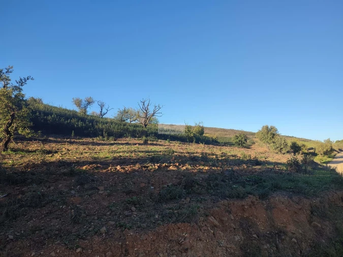 Terreno para Venda em Barão de São Miguel Foto 3