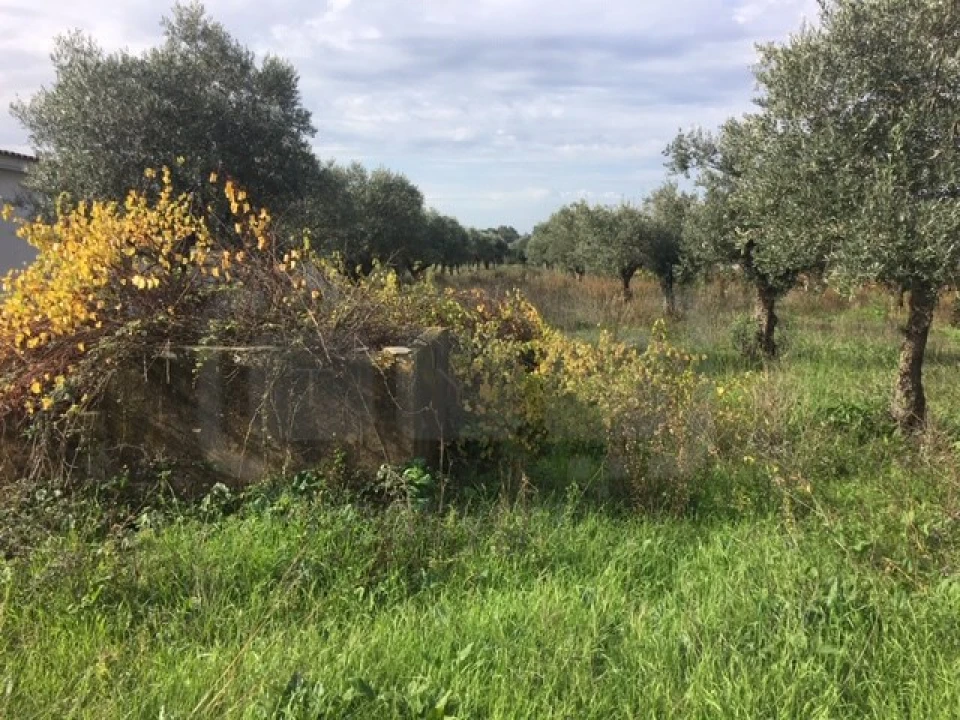 Terreno Agricola ou Rústico para Venda em Serra e Junceira Foto 4