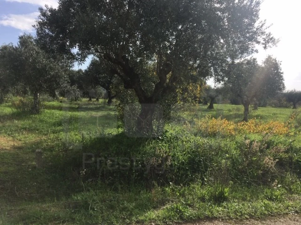 Terreno Agricola ou Rústico para Venda em Serra e Junceira Foto 5