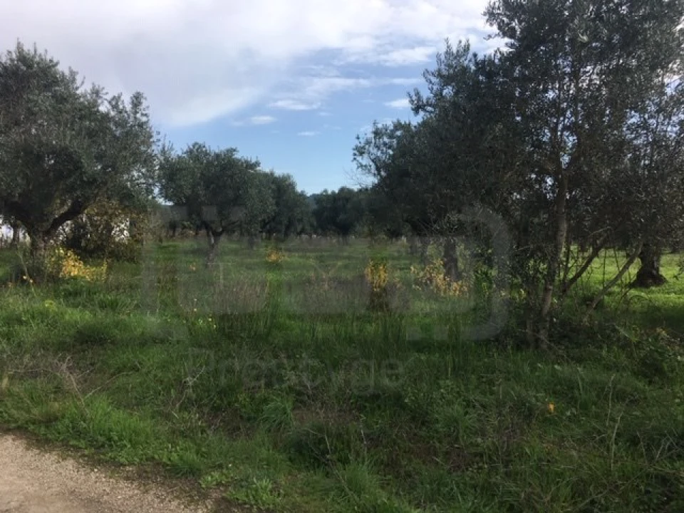Terreno Agricola ou Rústico para Venda em Serra e Junceira Foto 6