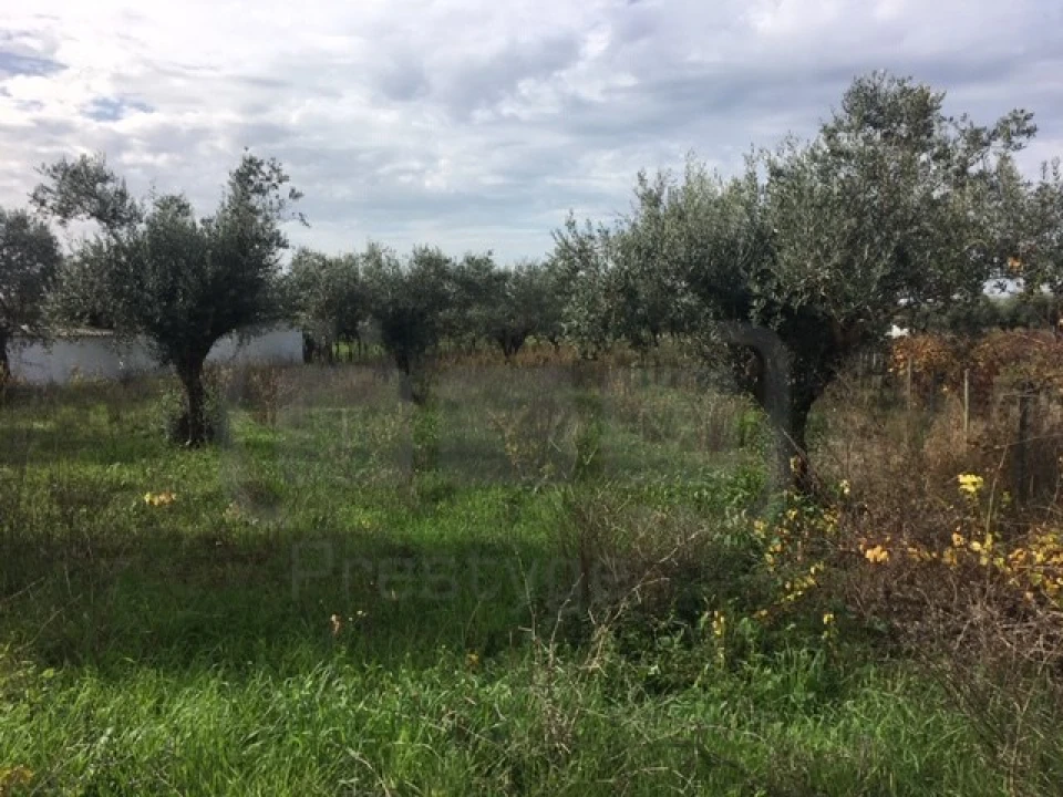 Terreno Agricola ou Rústico para Venda em Serra e Junceira Foto 8