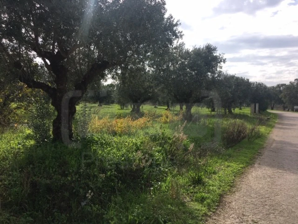 Terreno Agricola ou Rústico para Venda em Serra e Junceira Foto 9