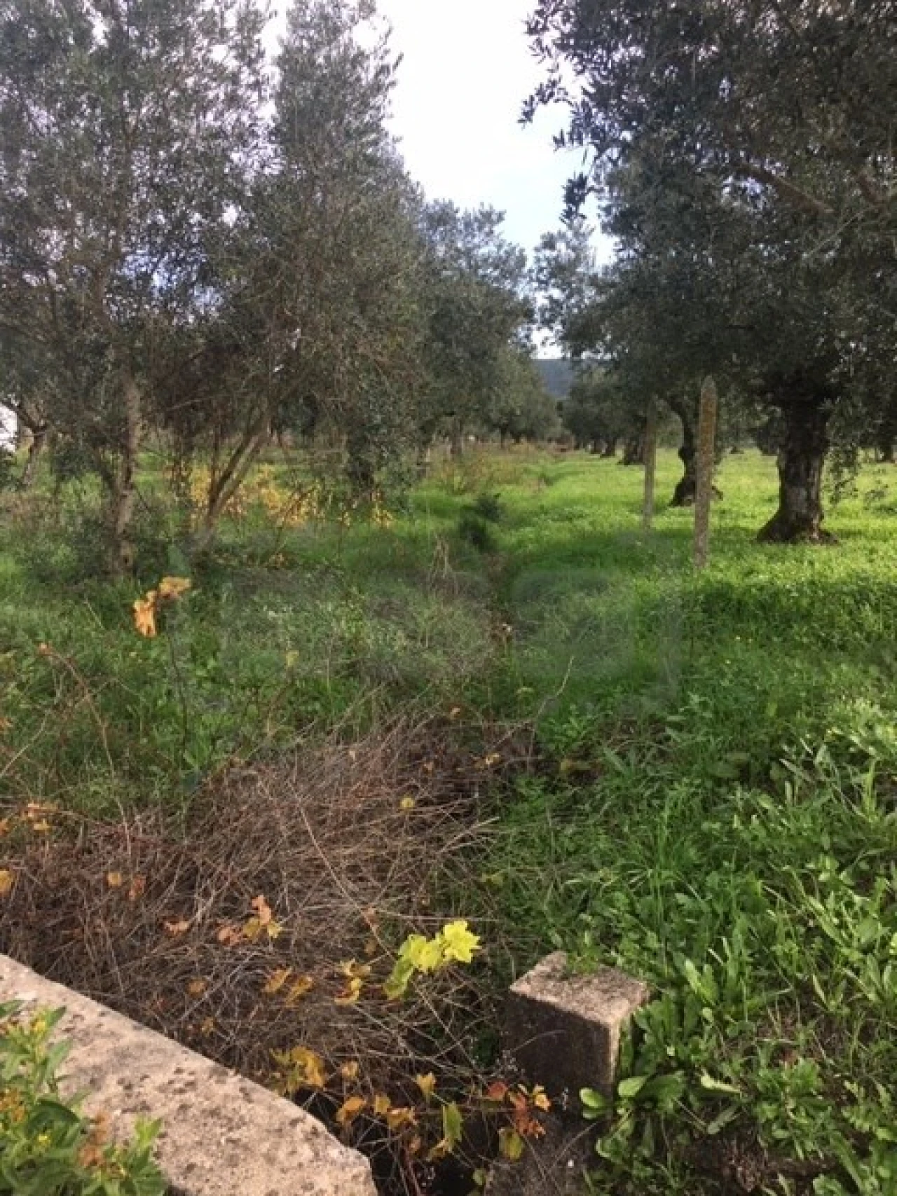 Terreno Agricola ou Rústico para Venda em Serra e Junceira Foto 10