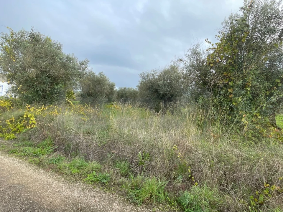 Terreno Agricola ou Rústico para Venda em Serra e Junceira Foto 1