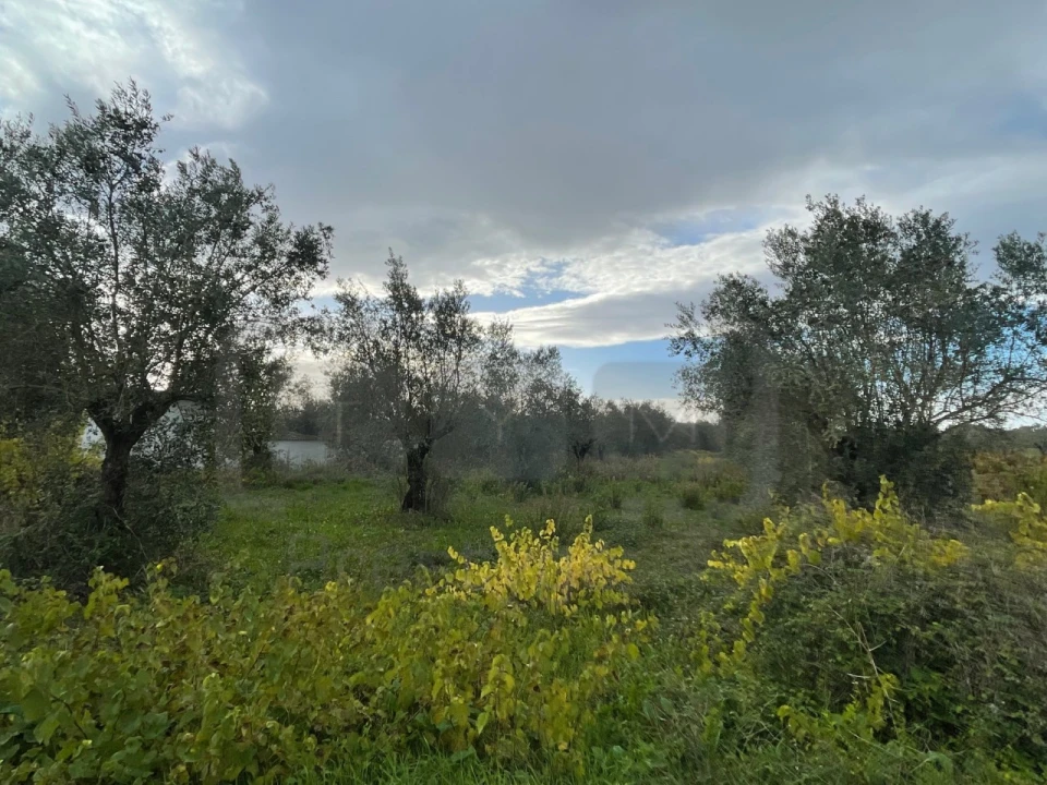 Terreno Agricola ou Rústico para Venda em Serra e Junceira Foto 2