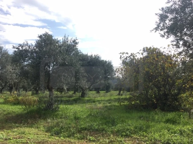 Terreno Agricola ou Rústico para Venda em Serra e Junceira Foto 7