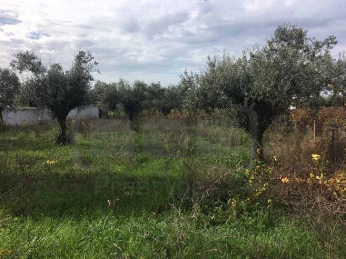 Terreno Agricola ou Rústico para Venda em Serra e Junceira Foto 8