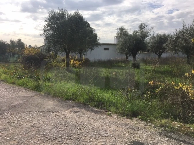 Terreno Agricola ou Rústico para Venda em Serra e Junceira Foto 11