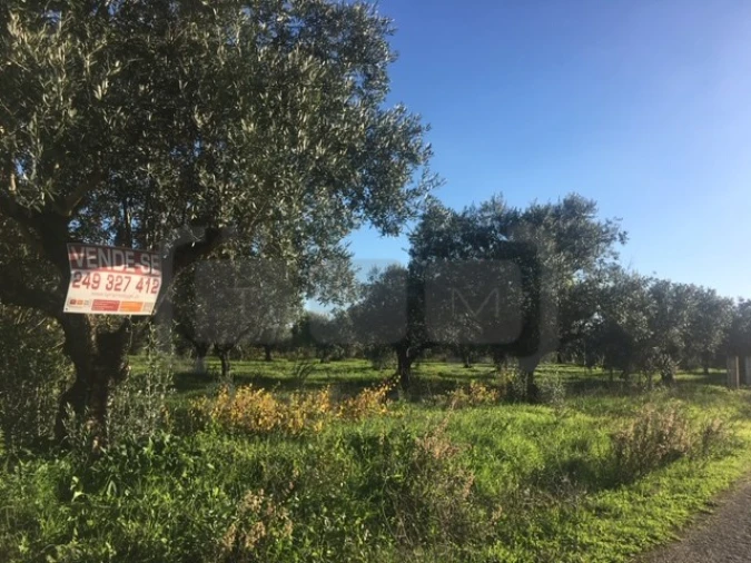 Terreno Agricola ou Rústico para Venda em Serra e Junceira Foto 3