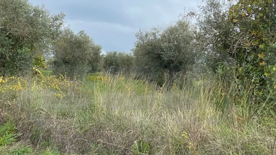 Terreno Agricola ou Rústico para Venda em Serra e Junceira