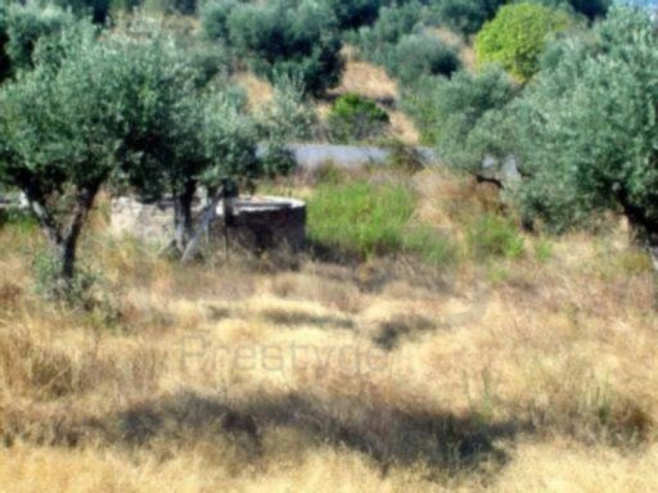 Terreno para Venda em São Pedro de Tomar Foto 5