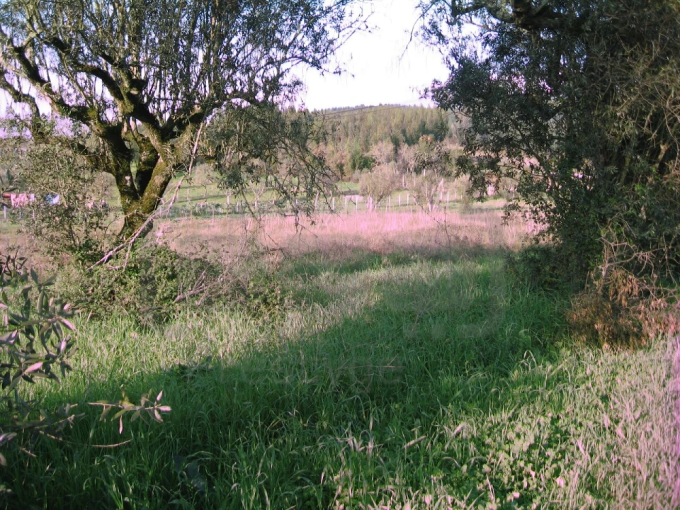 Terreno para Venda em Areias e Pias Foto 4