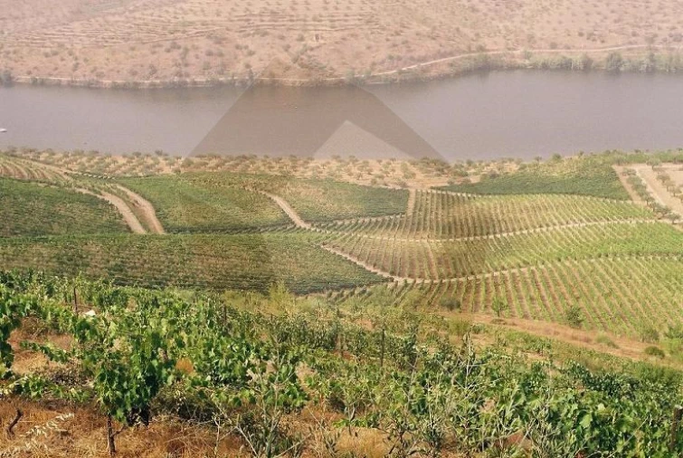 Quinta para Venda em Escalhão Foto 2