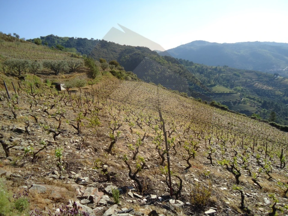 Quinta para Venda em Barcos e Santa Leocádia Foto 5