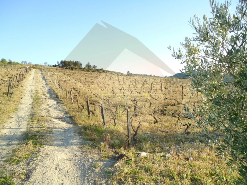 Quinta para Venda em Barcos e Santa Leocádia Foto 11