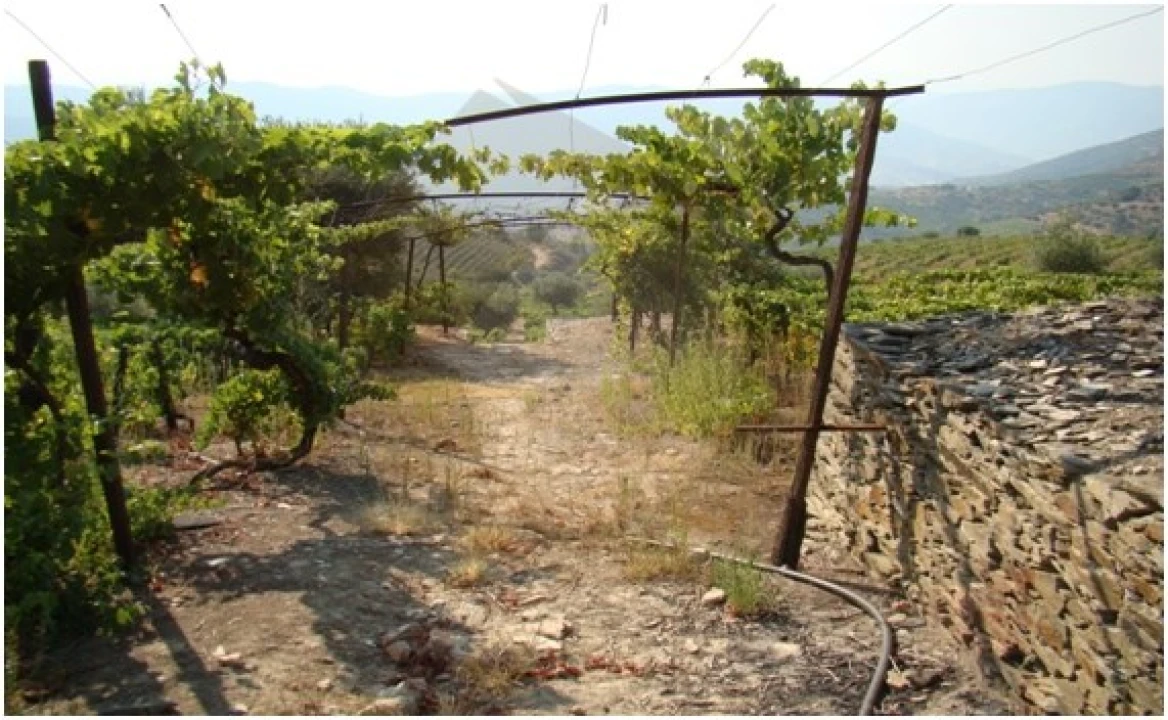 Quinta para Venda em Barcos e Santa Leocádia Foto 27