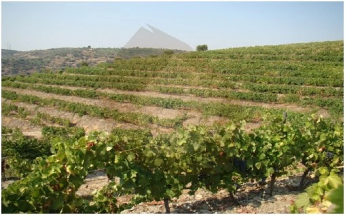 Quinta para Venda em Barcos e Santa Leocádia Foto 1