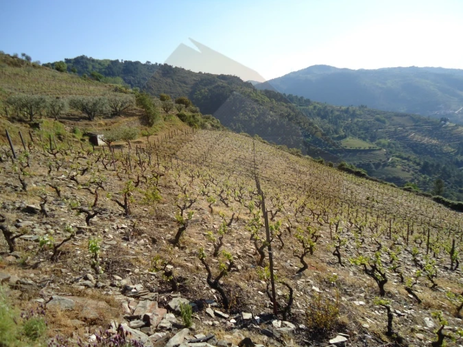 Quinta para Venda em Barcos e Santa Leocádia Foto 5