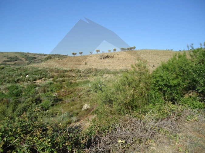 Quinta para Venda em Barcos e Santa Leocádia Foto 7