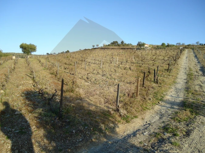 Quinta para Venda em Barcos e Santa Leocádia Foto 10