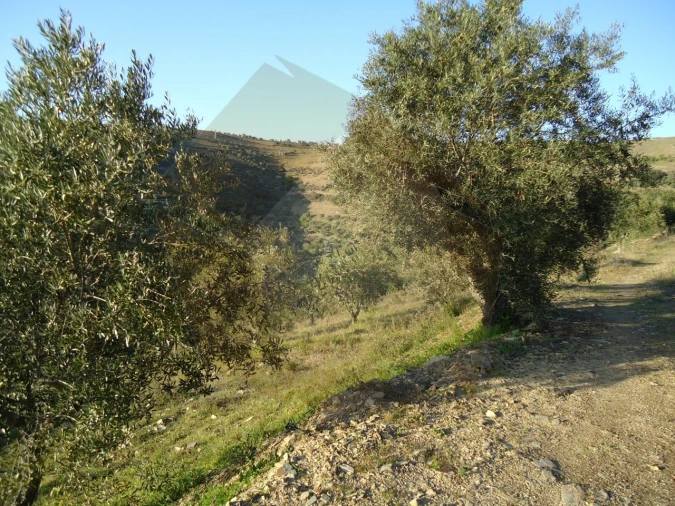 Quinta para Venda em Barcos e Santa Leocádia Foto 15