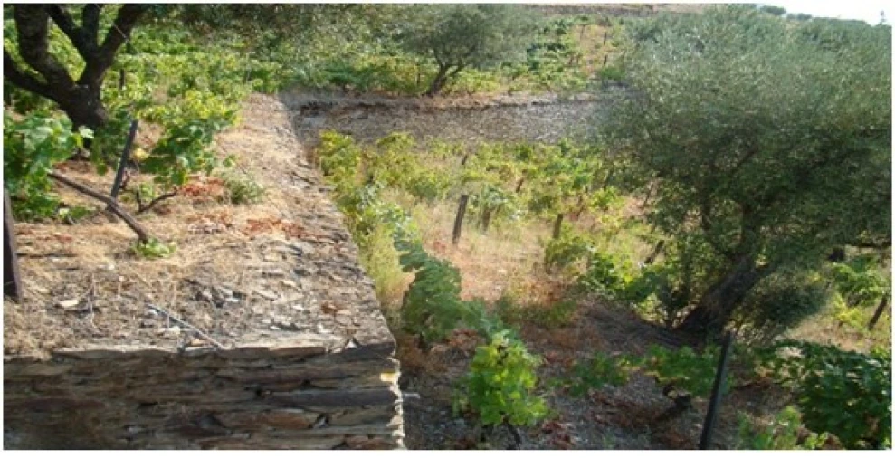 Quinta para Venda em Barcos e Santa Leocádia Foto 26