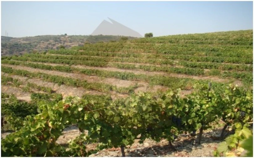 Quinta para Venda em Barcos e Santa Leocádia