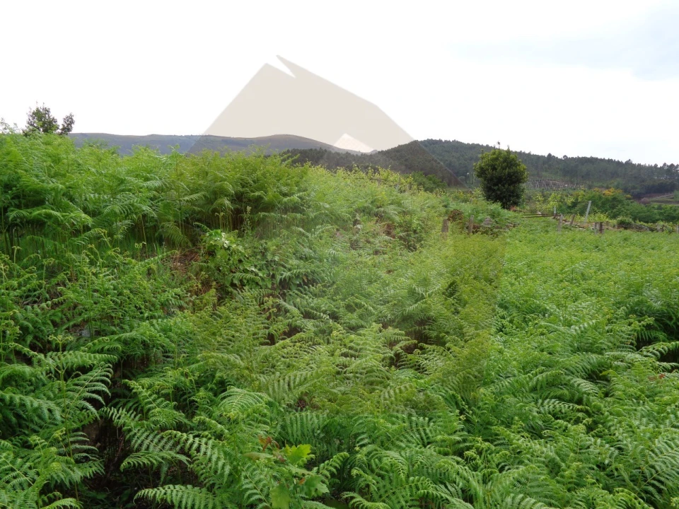 Terreno para Venda em Penso Foto 5