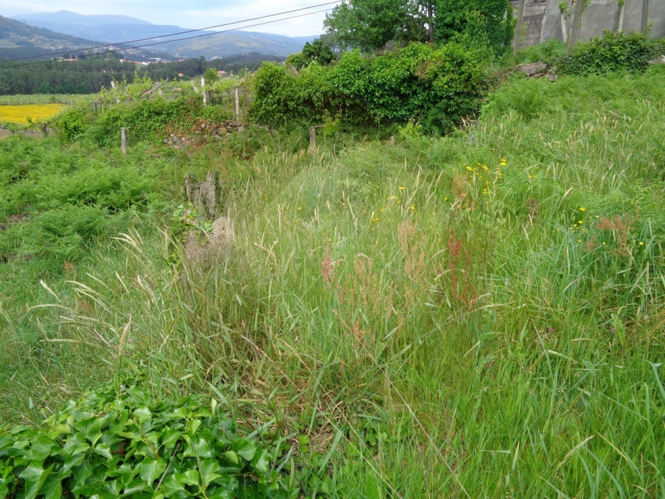 Terreno para Venda em Penso Foto 15