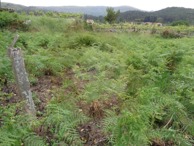 Terreno para Venda em Penso Foto 9