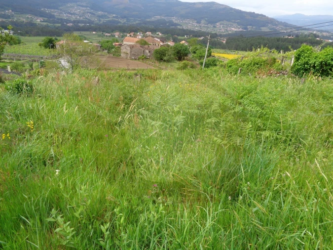 Terreno para Venda em Penso Foto 14