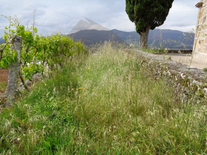 Terreno para Venda em Penso Foto 18