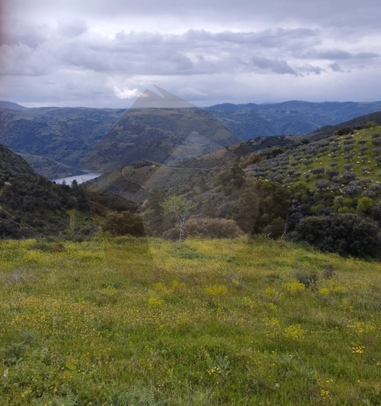 Terreno Agricola ou Rústico para Venda em Castro Vicente Foto 1
