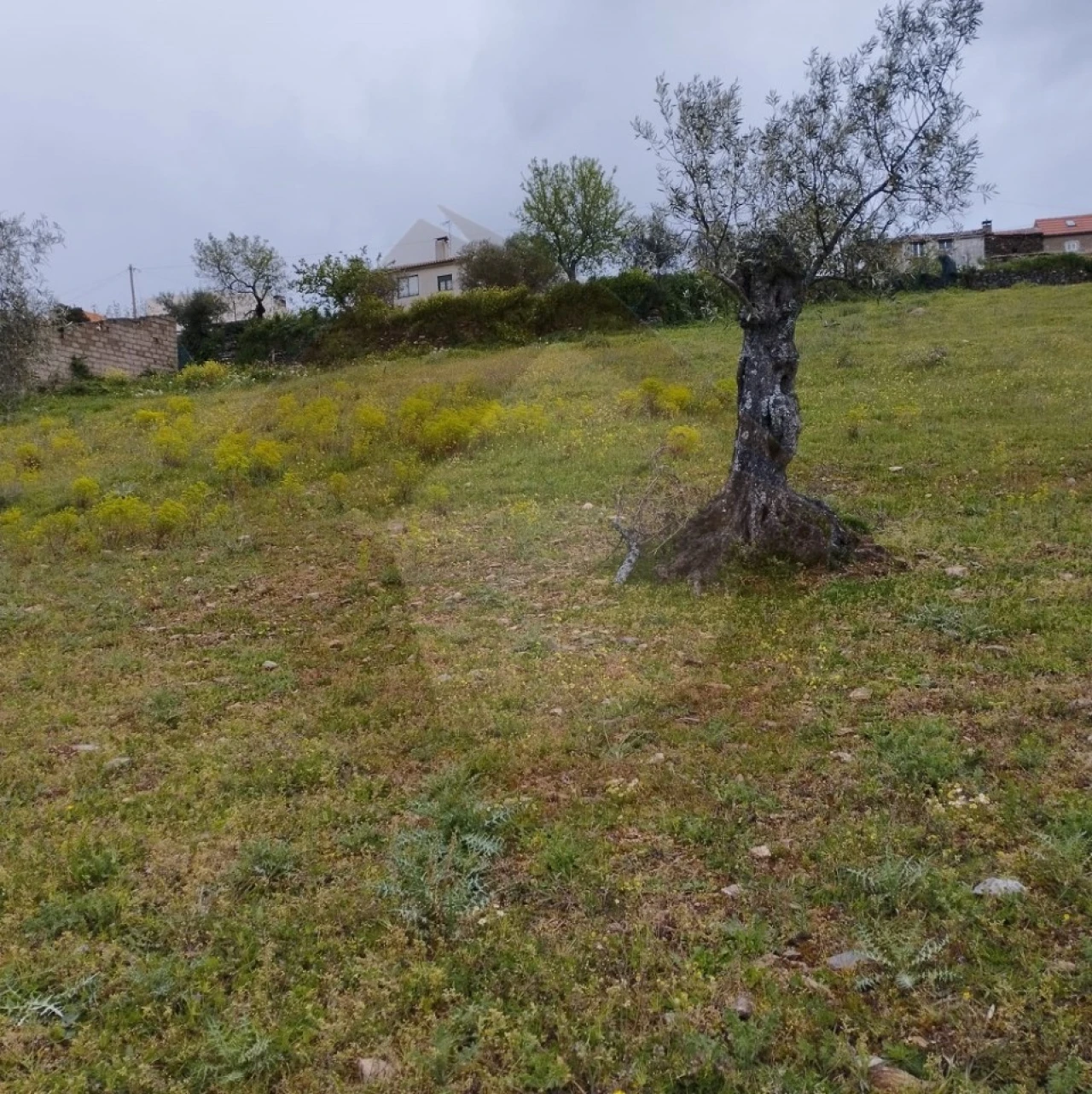 Terreno Agricola ou Rústico para Venda em Castro Vicente Foto 3