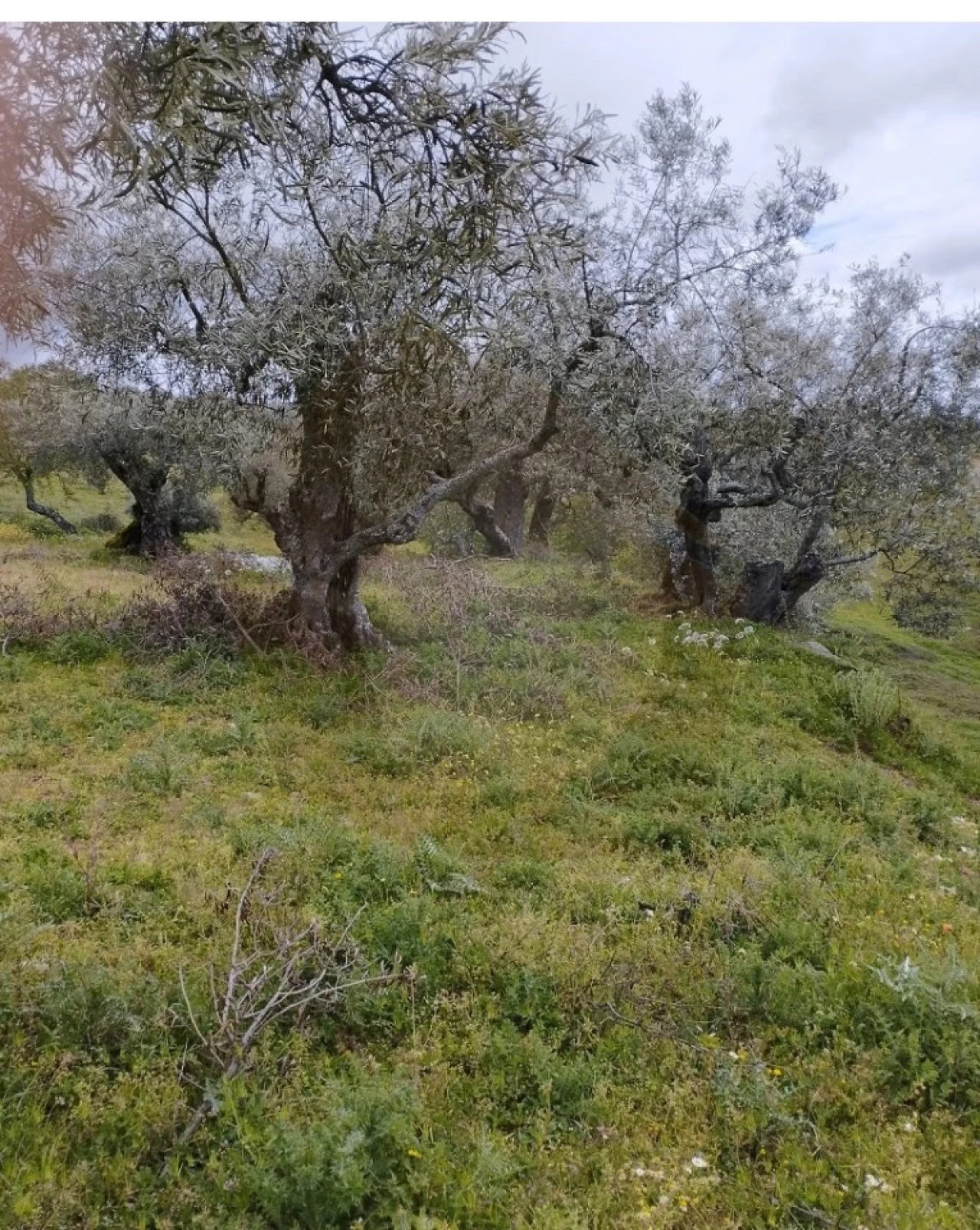 Terreno Agricola ou Rústico para Venda em Castro Vicente Foto 5