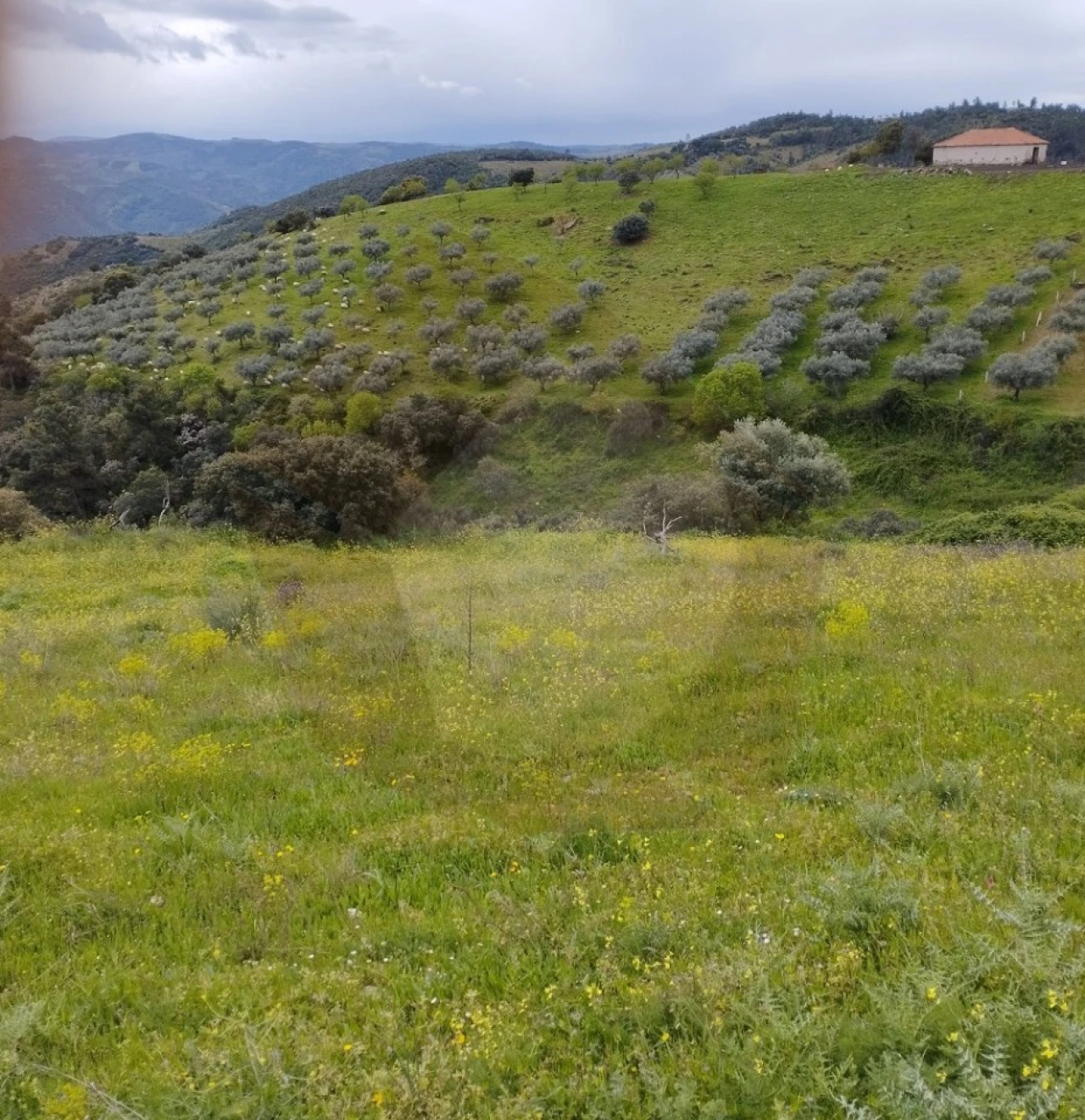Terreno Agricola ou Rústico para Venda em Castro Vicente Foto 6