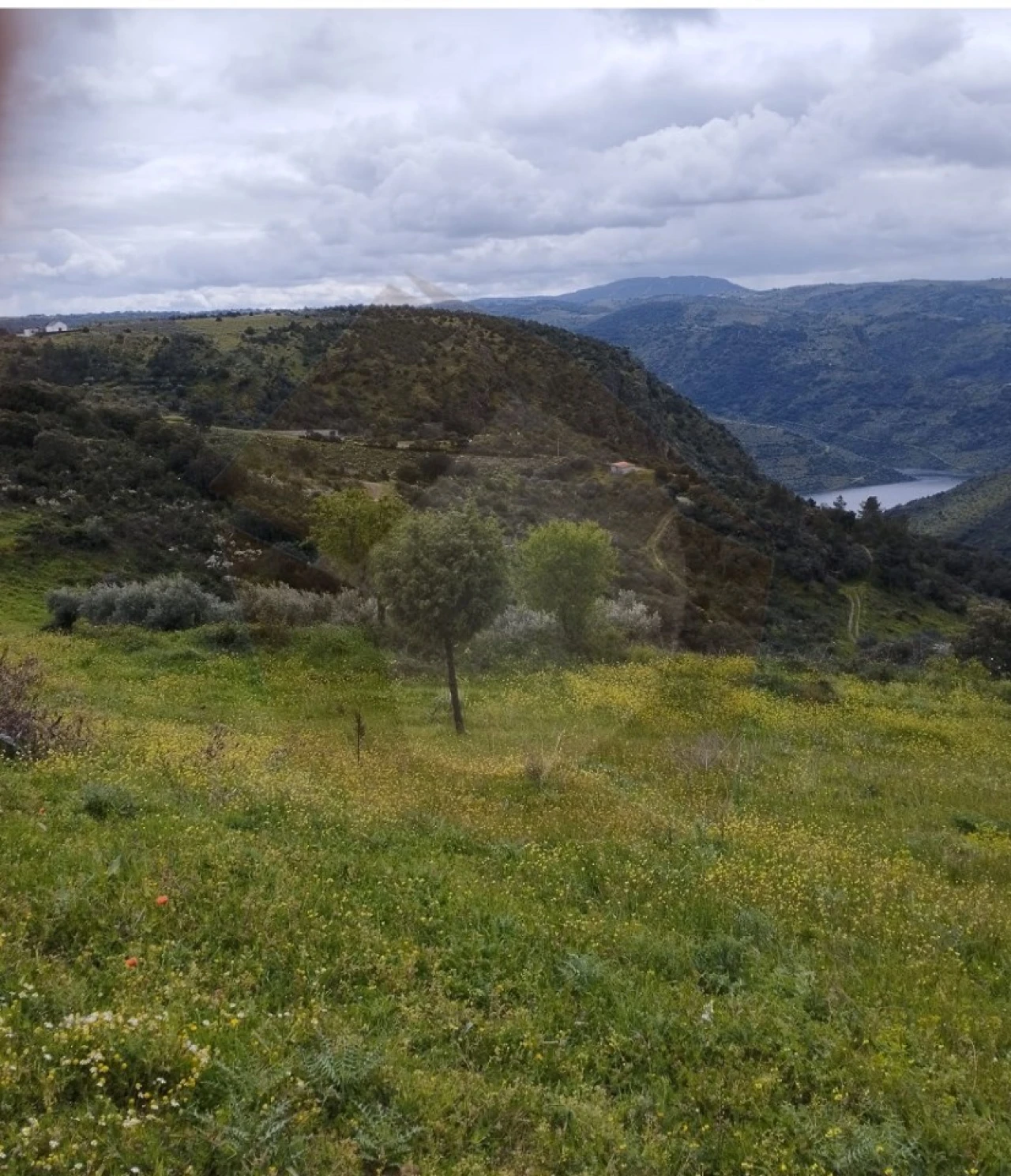 Terreno Agricola ou Rústico para Venda em Castro Vicente Foto 7