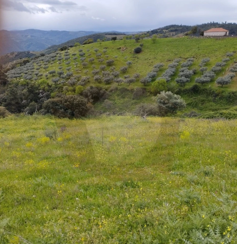 Terreno Agricola ou Rústico para Venda em Castro Vicente Foto 6