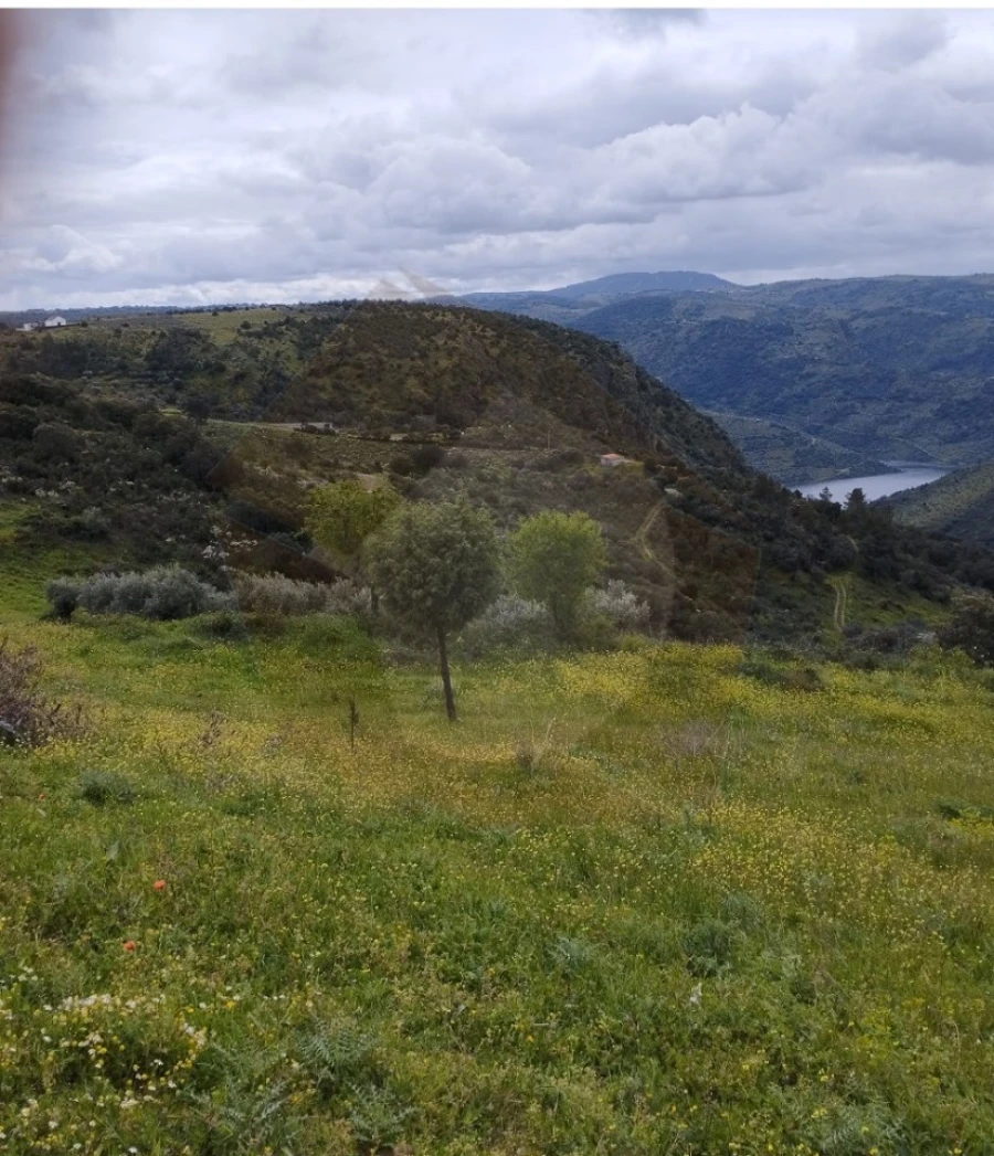 Terreno Agricola ou Rústico para Venda em Castro Vicente Foto 7