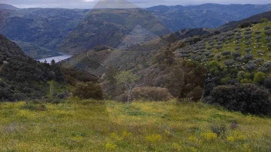 Terreno Agricola ou Rústico para Venda em Castro Vicente