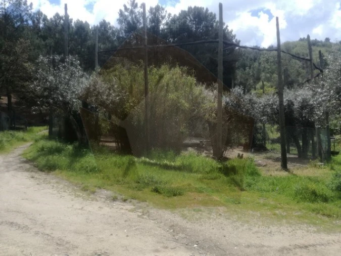 Quinta para Venda em São Pedro e Santa Maria e Vila Boa do Mondego Foto 13