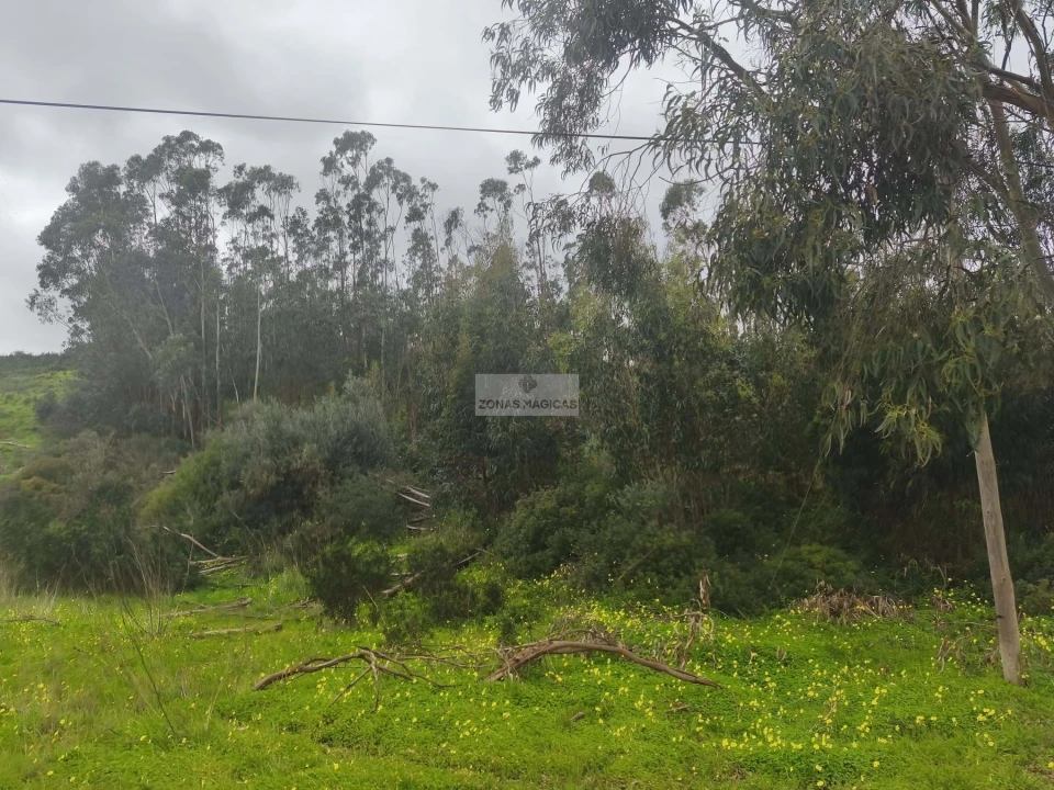 Terreno para Venda em Barão de São Miguel Foto 4