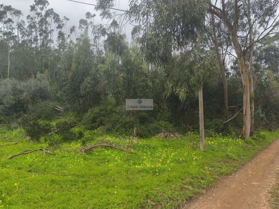 Terreno para Venda em Barão de São Miguel Foto 6
