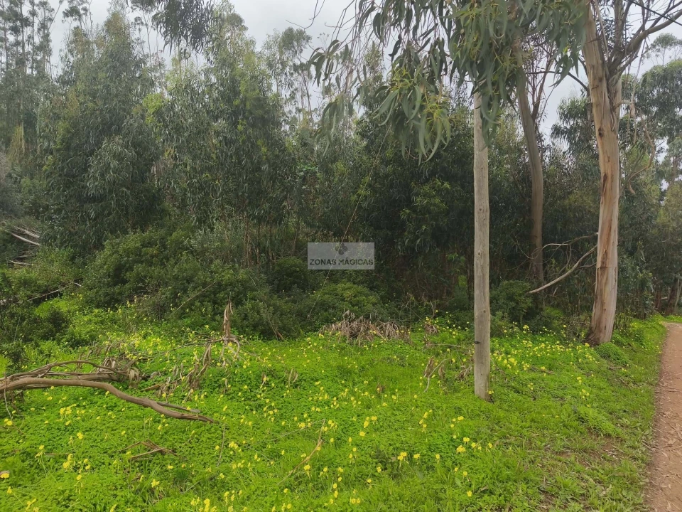 Terreno para Venda em Barão de São Miguel Foto 3
