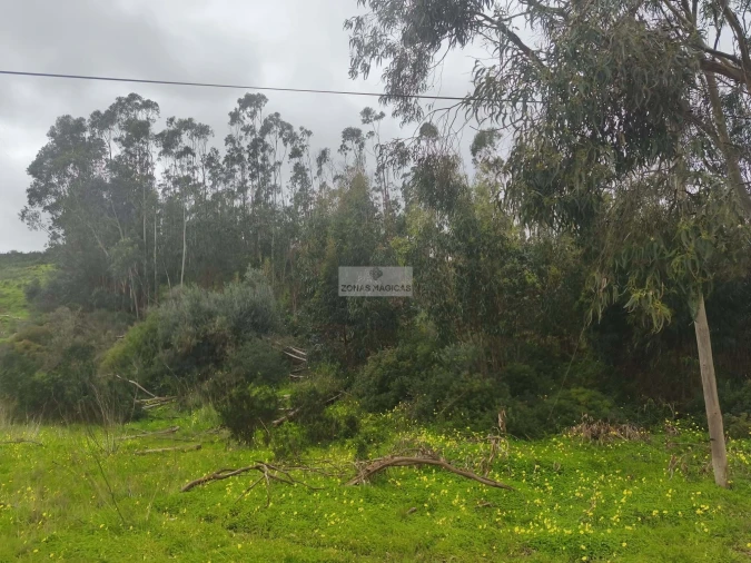 Terreno para Venda em Barão de São Miguel Foto 4